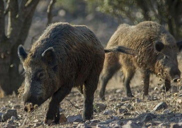 ¿Qué es, cómo se contagia y cómo se trata la peste porcina africana?