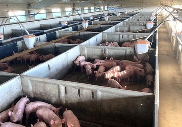 Inquietud entre los granjeros riojanos, que extreman la seguridad por la peste porcina