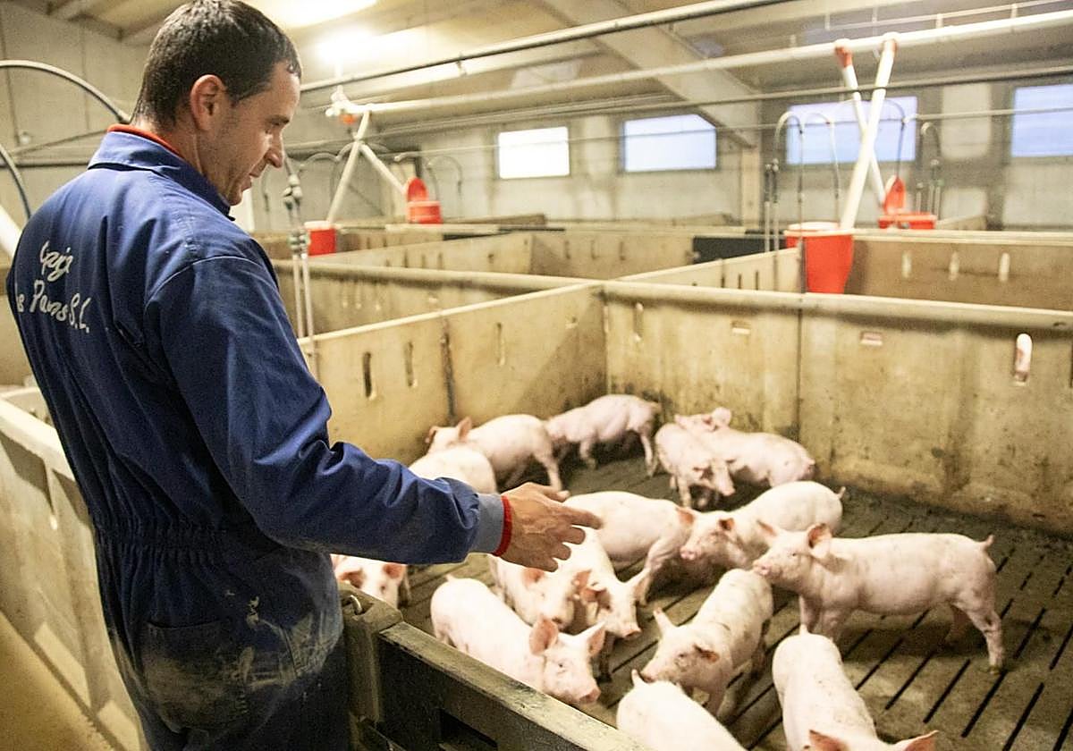 El ganadero Isidro Ramos atiende a sus cerdos de la Granja Los Palomos de Valverde (Cervera).