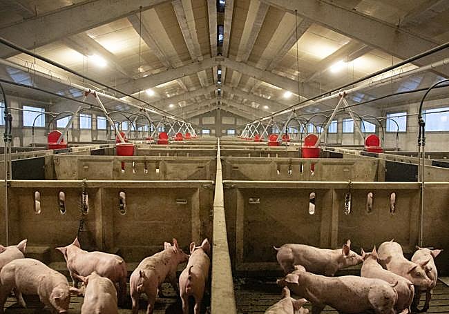 Cerdos en la Granja Los Palomos de Valverde.