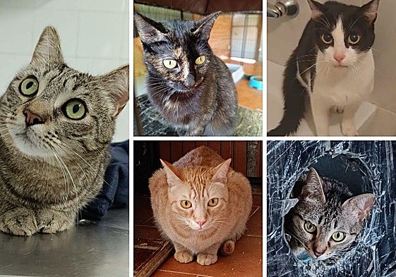 A la izquierda, Tatunim y Oreo y Freya, arriba. Debajo, Dalma y Roma.