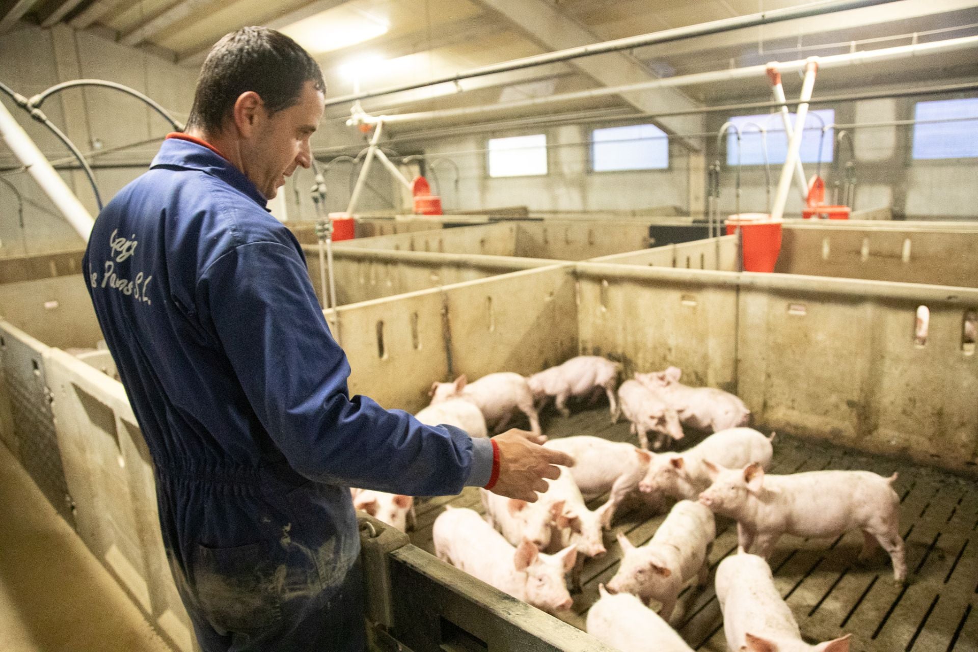 Las granjas porcinas de La Rioja extreman sus precauciones