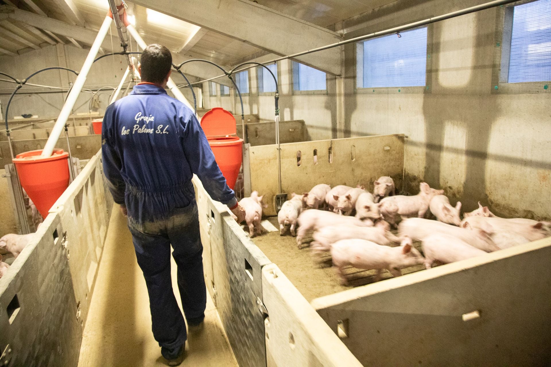 Las granjas porcinas de La Rioja extreman sus precauciones