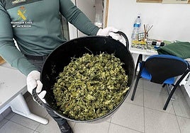 Dos agentes de patrulla encuentran una plantación de maría por el fuerte olor