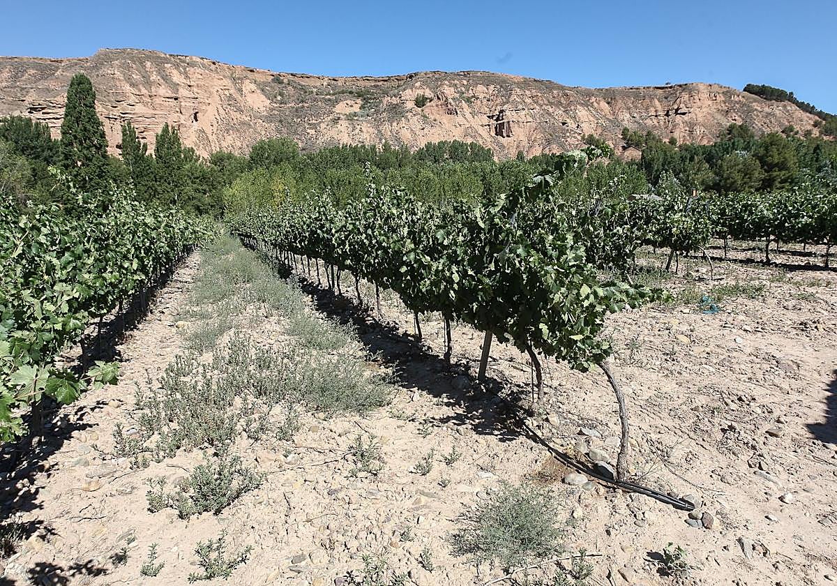 Una viña riojana equipada con un sistema de riego por goteo
