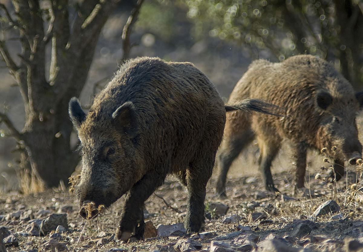 Los cotos riojanos tendrán reducciones de hasta el 50 % en sus tarifas por caza de jabalí