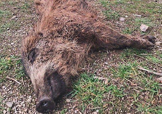 Jabato devorado por un lobo en los alrededores de Cilbarrena, en Ezcaray.