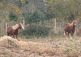 Las yeguas mostrencas aparecidas en una finca de alubias de Anguiano.