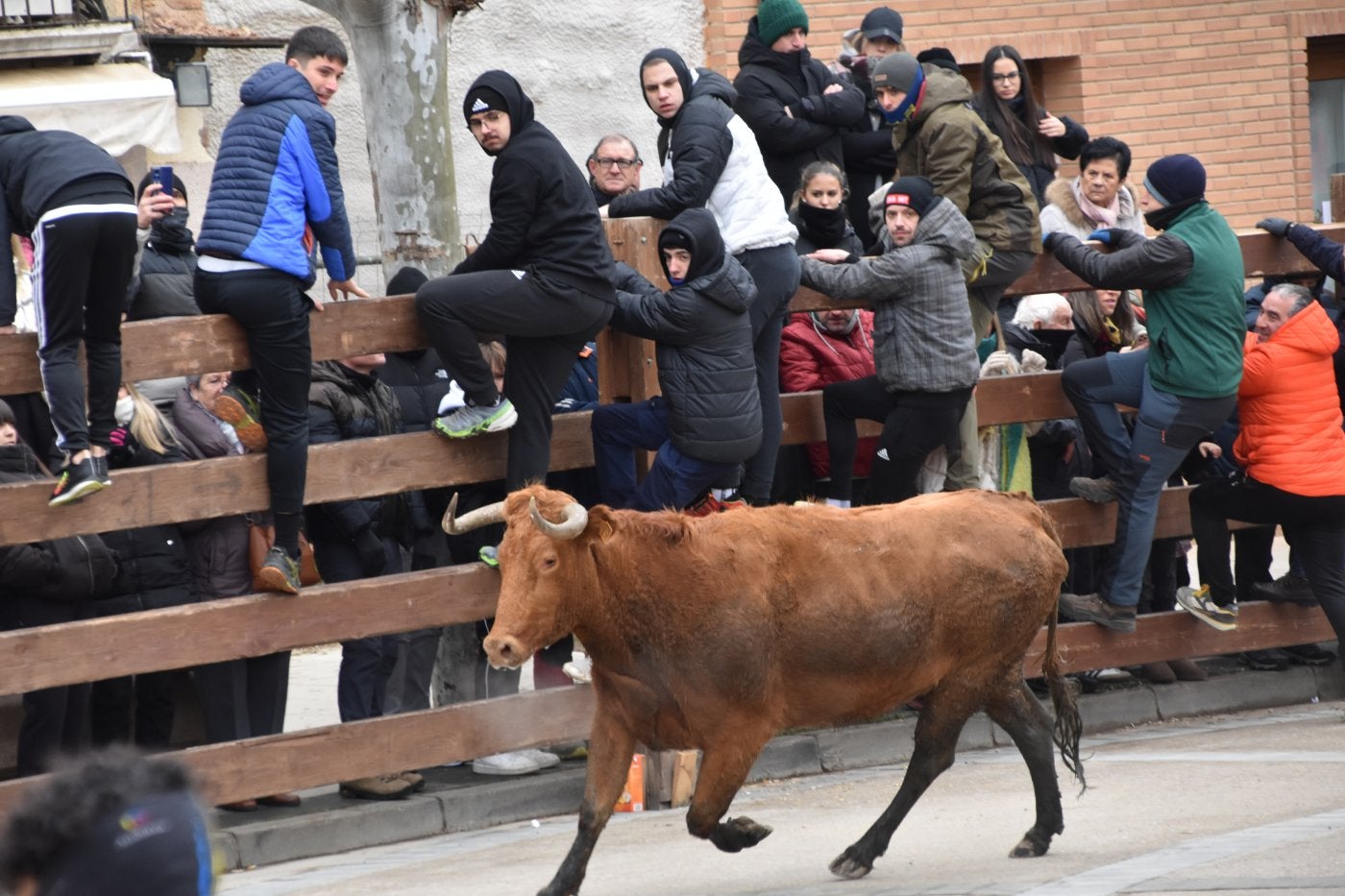 Encierro de las fiestas de invierno de 2025 en Aldeanueva.