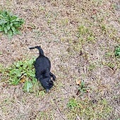 Aparecen muertos dos gatos en Sajazarra