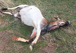 La cabra muerta, atacada por el lobo en Jalón de Cameros.