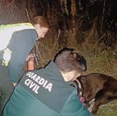 La Guardia Civil rescata a tres perros caídos en un barranco en la N-232