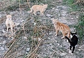 «Los cojones de la gata»: la respuesta del Ayuntamiento de Cihuri a la consulta de una asociación animalista