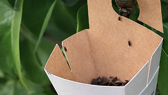 La Rioja, pionera en la lucha contra plagas de frutales con insectos depredadores