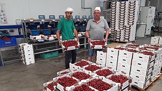 La cereza espera resurgir después de un inicio desastroso con la cosecha mermada