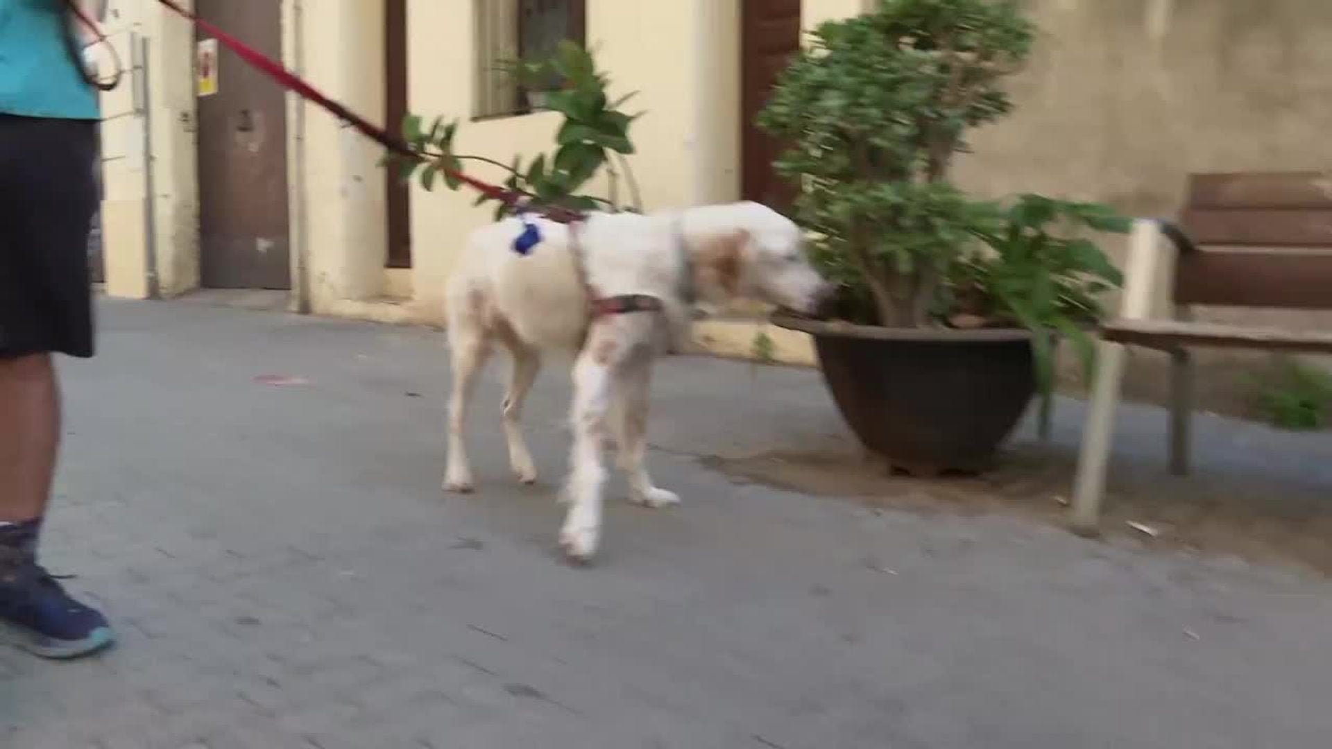 10.000 euros para salvar a Kumba: Rubén busca ayuda para tratar el tumor de su perro
