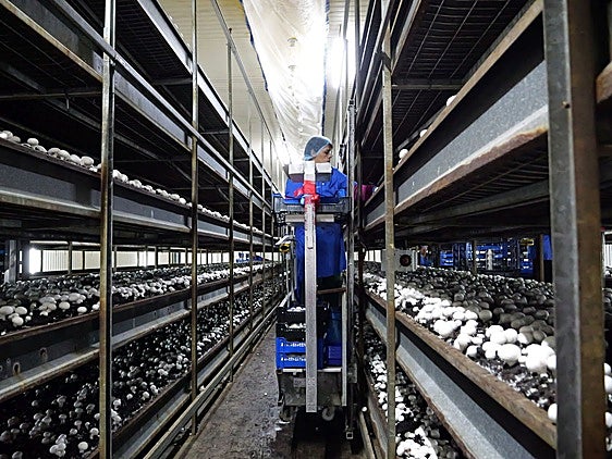 Un operario recorre la planta champiñonera.