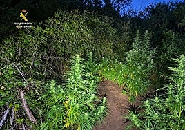 Plantación de marihuana encontrada en Robres del Castillo.