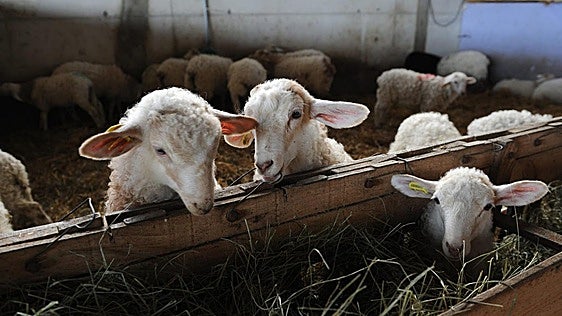 Las fiestas y la escasez encarecen el cordero y el calor frena el crecimiento en el porcino