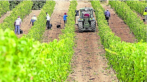 La vendimia entra en su recta final y supera ya los 300 millones de kilos en las bodegas