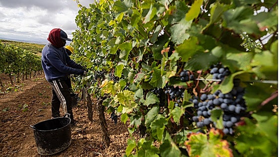 Temporeros recogen uva tinta en viñedos de Rioja Alta.