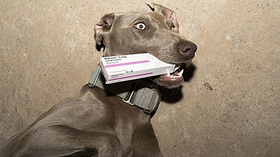 Los farmacéuticos advierten de que dar un Orfidal a un perro «es horroroso»