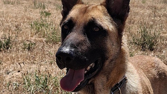 Wilson, un precioso pastor belga atento y sociable que necesita un hogar
