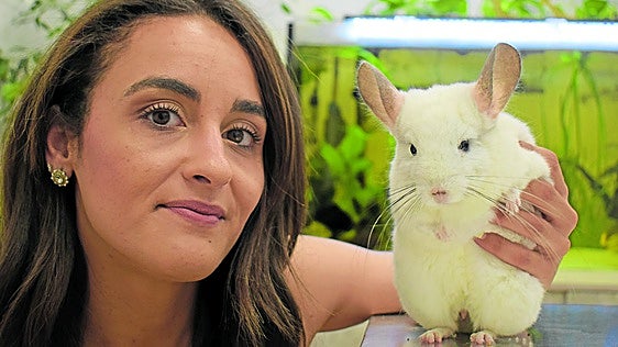 La chinchilla, un roedor de dibujos animados