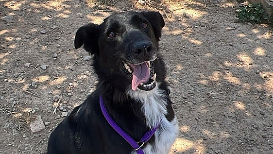 Bruno, un border collie juguetón, amable y respetuoso