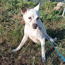 Lila, una perra veterana en adopci&oacute;n.