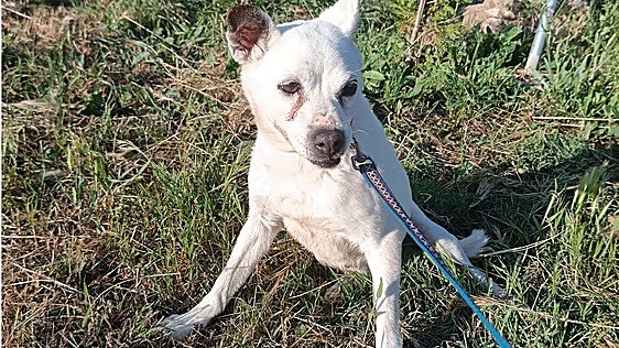 Lila, una perra de 14 años noble y cariñosa
