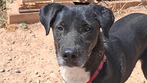 Nano, un perro de tamaño mediano que necesita un hogar definitivo