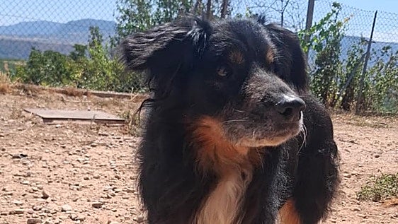 Bus, el 'abuelo' que se ha acostumbrado a vivir en el refugio