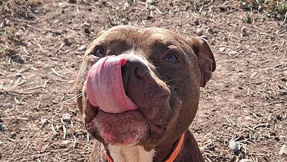 Duke, 14 meses esperando una segunda oportunidad