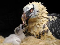 Una imagen del pollo de quebrantahuesos nacido en cautividad que será puesto en libertad. /EFE