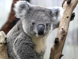 El koala australiano ve amenazada su supervivencia por los efectos del CO2 en las hojas de eucalipto, su dieta básica. /ARCHIVO