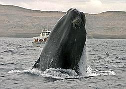 Una ballena Franca Austral salta ante la mirada de los visitantes. / Efe