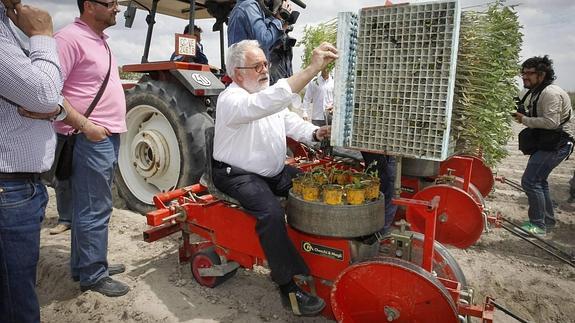 Cañete, en una plantación de tomates en Cáceres.