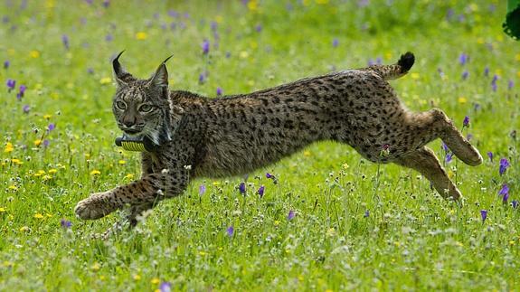 Un ejemplar de lince ibérico.