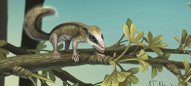 Ilustración 'Agilodocodon scansorius'. 