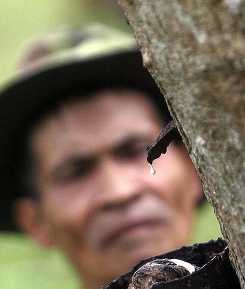 Campesino extrae la leche natural de caucho en Indonesia. 