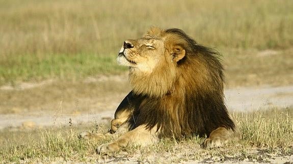 Cecil, el león más famoso de Zimbabue.