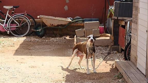 El perro que ha atacado a la menor. 