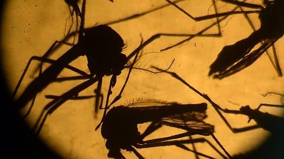 Mosquitos transmisores del virus. 