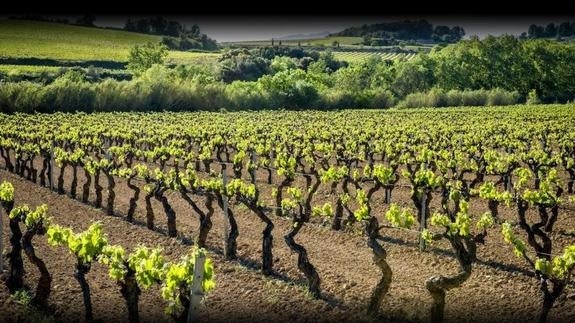 Viñedos en la comarca del Penedés.