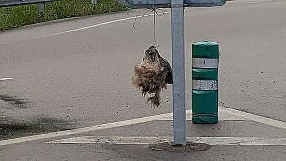 Cabeza decapitada de lobo hallada en el concejo asturiano de Salas.