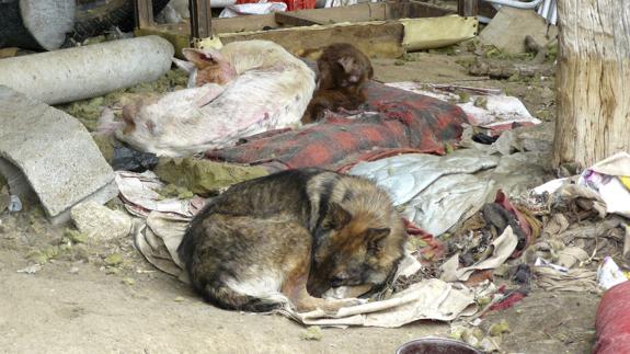 Perros abandonados rodeados de basura.