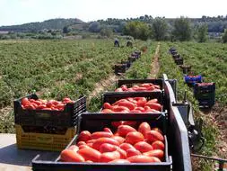 El tomate ya no es lo que era