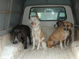 La Justicia sienta por primera vez en el banquillo a una red dedicada a organizar peleas de perros