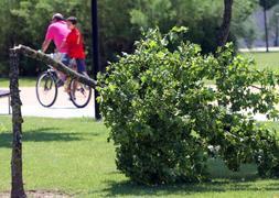 Aparecen 17 árboles talados en el Parque del Ebro